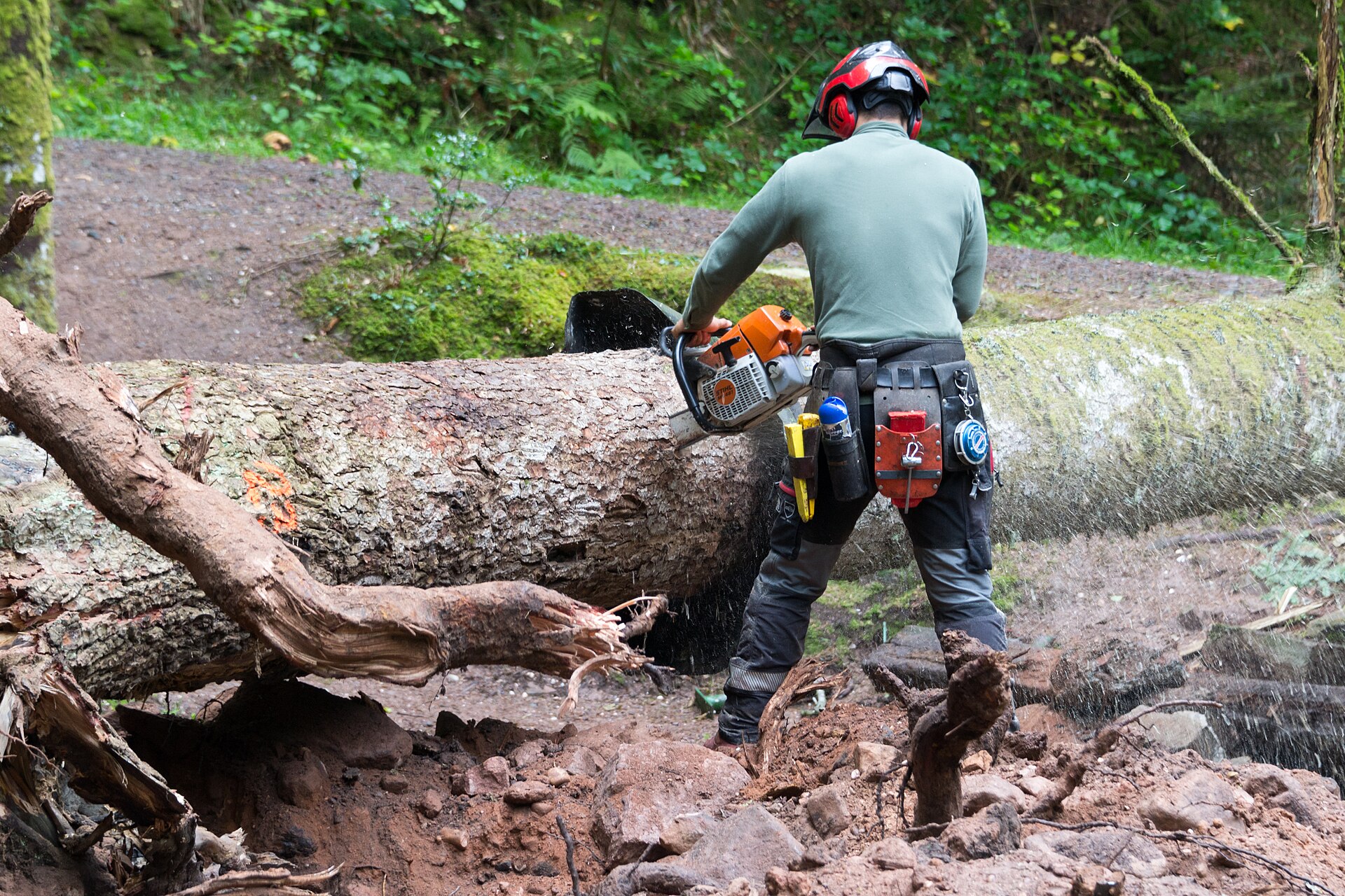 Abattage professionnel d'un arbre